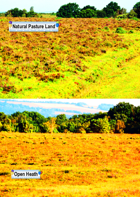 2016-07-19_New Forest Natl Park_Natural Field0001.jpg