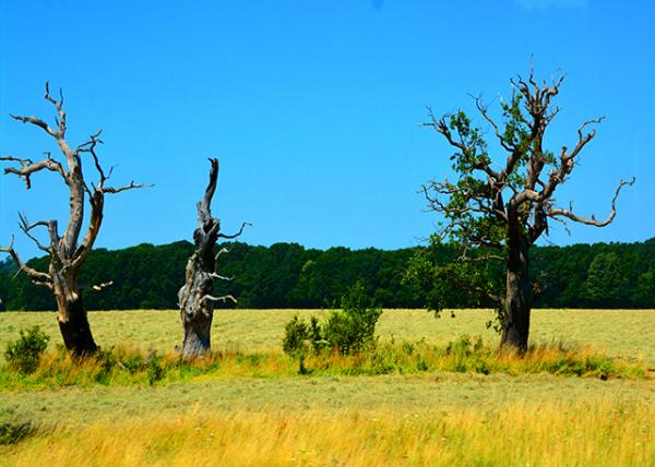 2016-07-19_Durrington Walls �����ǽ-10001.JPG