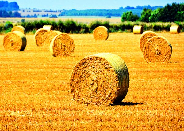 2016-07-19_Stacked Round Hay Bales �ѻ�Բ�ɲ���-10001.JPG