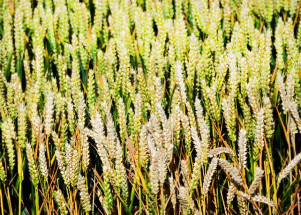 2016-07-19_Countryside_Barley ����0001.JPG
