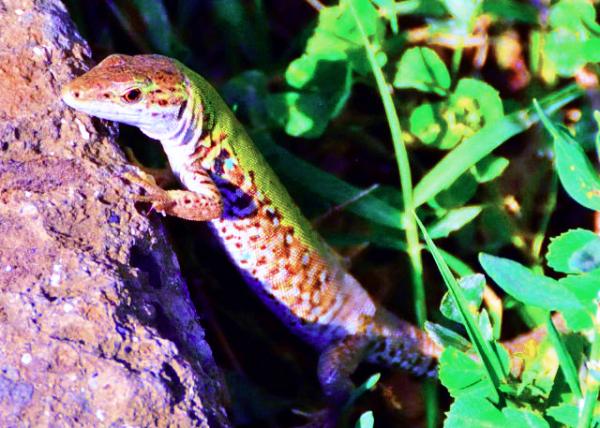 2015-06-14_Pompeii_Common Wall Lizard ��ͨ����0001.JPG