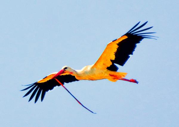 2015-06-18_Stork ��0001.JPG