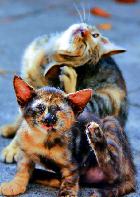 2015-06-19_Kitty Cats0001.JPG