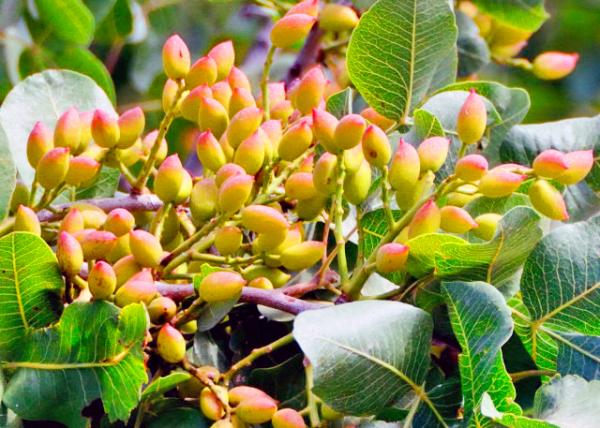 2015-06-19_Pistachio Tree ���Ĺ���0001.JPG