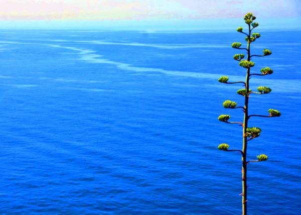 2015-06-20_Agave along w Current of Aegean Sea ˳�Ű��ٺ���������������0001.JPG