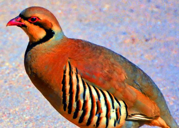 2015-06-20_Chukar ʯ��0001.JPG