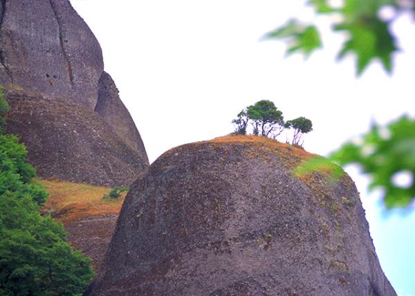2015-06-21_Bushy, Dwarf Plants ï�ܰ�Сֲ��0001.JPG