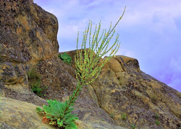 2015-06-21_Twiggy Mullein ��β��-10001.JPG