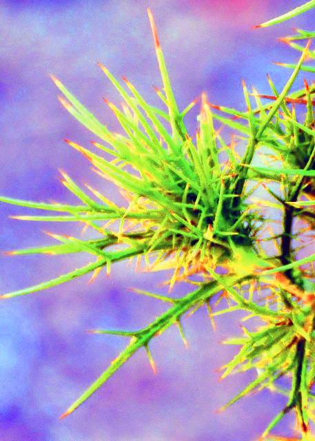 2015-06-22_Anavatos Castle_Prickles â��0001.JPG