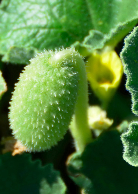 2015-06-22_Avgonima Village_Wild Cucumber Ұ�ƹ�0001.JPG