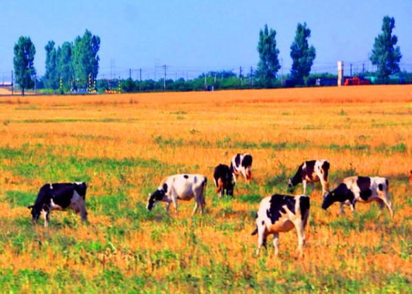 2015-06-24_Farm_Cattle on the Ranch �����ϵ�ţȺ0001.JPG