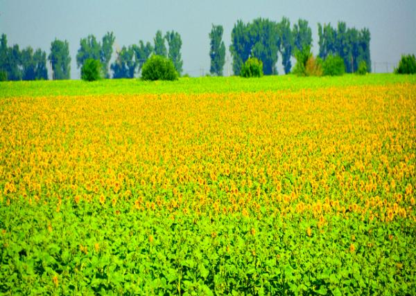 2015-06-24_Farm_Sunflower Field0001.JPG