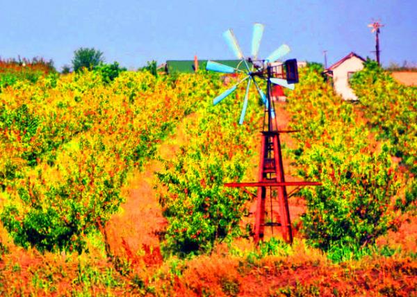 2015-06-24_Farm_Veg Patch �˵�0001.JPG