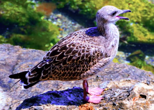 2015-06-25_Seagull ��Ÿ0001.JPG