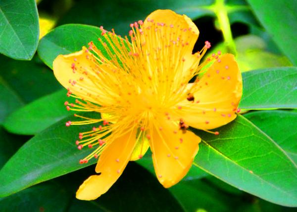 2015-06-25_Plant_Perforate St John's-Wort ��Ҷ��˿��-10001.JPG
