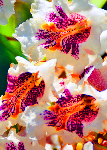 2015-06-25_Plant_Iris Bismarckiana �β-40001.JPG