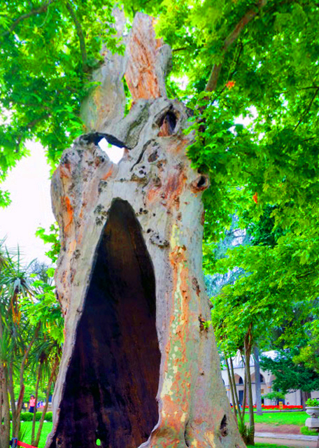 2015-06-27_3rd Courtyard_Hollow Tree ������0001.JPG