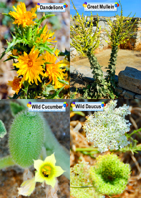2015-06-29_Plants-1.jpg