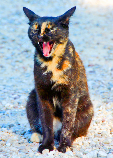 2018-07-15_Animal_Greedy Cat ��è0001.JPG