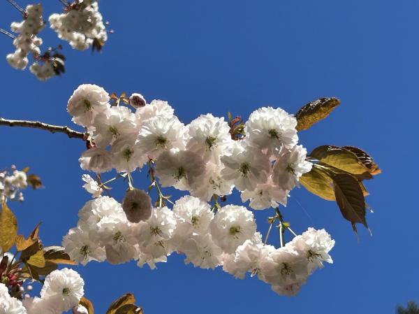 0 IMG_4592 (自定义).JPG