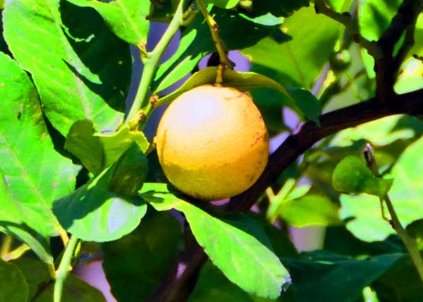 2015-07-02_Taormina_Citrus ����0001.JPG