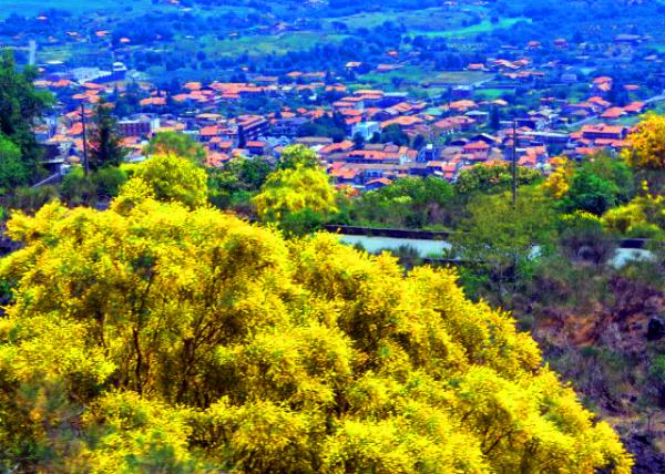 2015-07-02_Etna_Vegetation_Genista aetnensis or Mount Etna Broom ������ɨ��0001.JPG