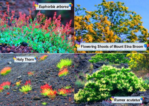 2015-07-02_Etna_Plants.jpg