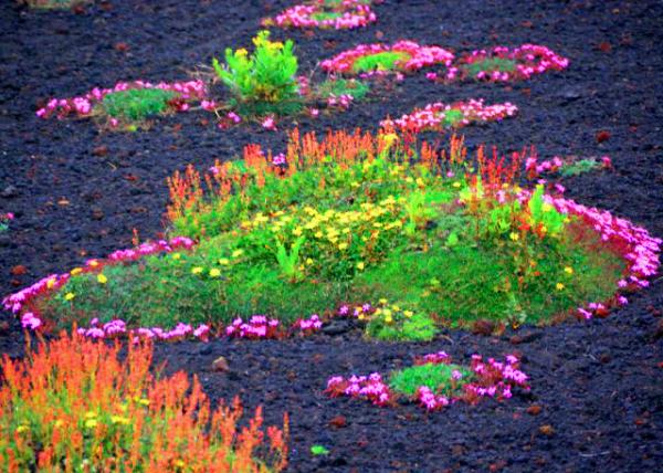 2015-07-02_Etna_Vegetation_Saponaria sicula Sicilian Soapwort �����ﵺ������-10001.JPG