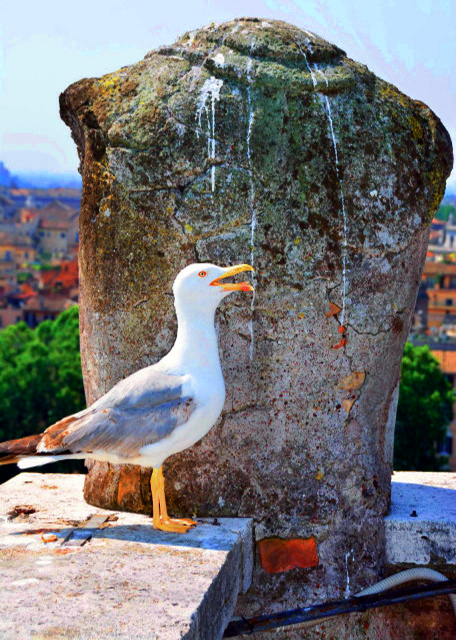14_2015-07-05_Castel Sant'Angelo_Bird��s-Eye View of Ramparts ��ǽ���ͼ0001.JPG