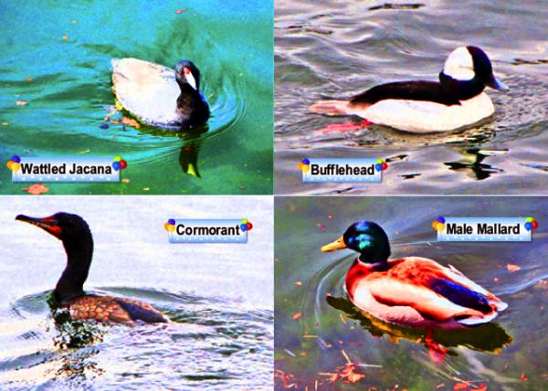 2016-03-24_Waterfowls.jpg