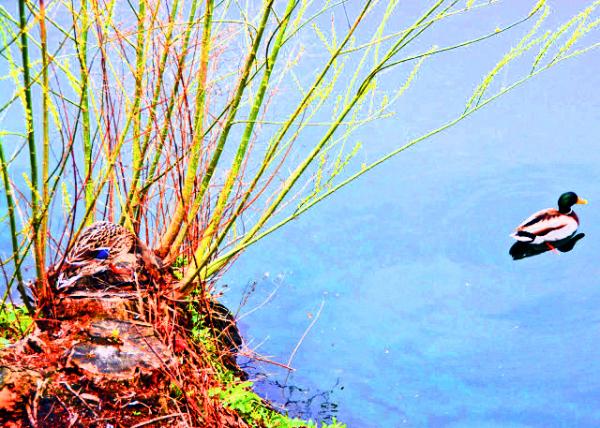 2016-04-11_Animal_Mallard-20001.JPG