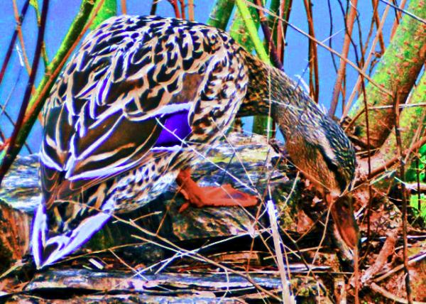 2016-04-11_Animal_Mallard-10001.JPG