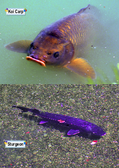 2017-07-05_Salzburg_Hellbrunn Palace_Fish0001.jpg