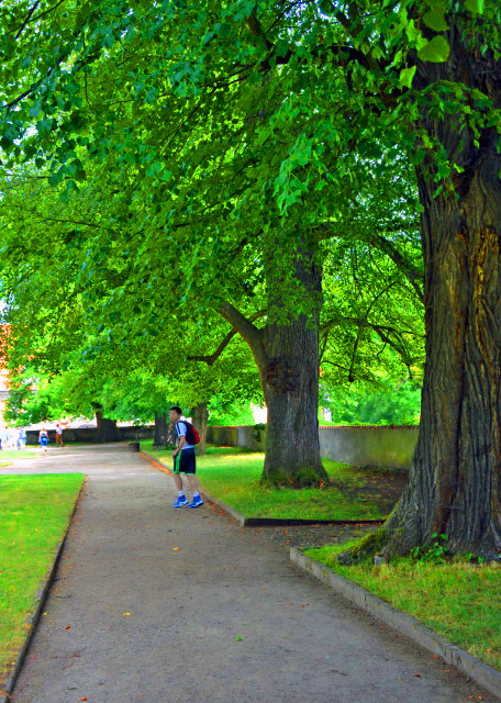 1778244828406193.jpg 2017-07-07_Castle Gardens_Natl Tree Small-leaved Linden 国树小叶菩提树-20001.JPG