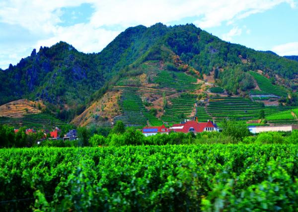 2017-07-08_Loiben_Vineyard �ޱ�������԰0001.JPG