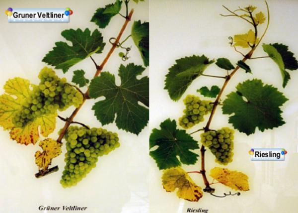 2017-07-08_Wine Growing0001.jpg