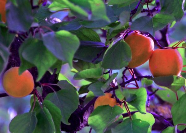 2017-07-08_Plant_Special Local Apricots �����ز�ˮ����0001.JPG