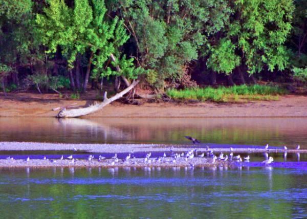 2017-07-10_Danube w a Large Flock of Birds-20001.JPG