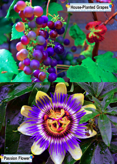 35_2017-08-15_Plant0001.jpg