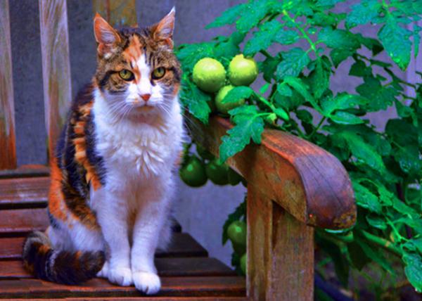 36_2017-08-15_Animal_Watchman ������0001.JPG