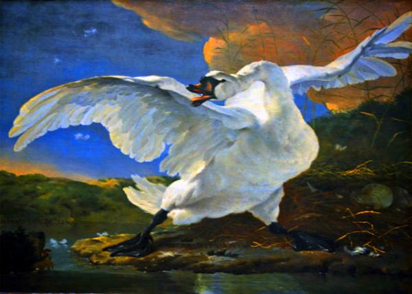 25_2017-08-16_Rijksmuseum_The Threatened Swan by Jan Asselijn in 1650 �á���ɪ�֡��ܵ���в����졷-10001.JPG