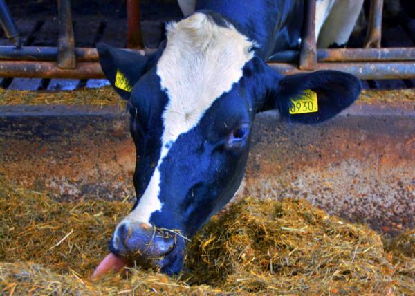 2017-08-17_Farm_Dutch Friesian ������ţ0001.JPG