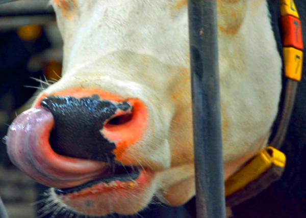 2017-08-17_Farm_Holstein Friesian Cow �ɶ�˹̩��ţ0001.JPG