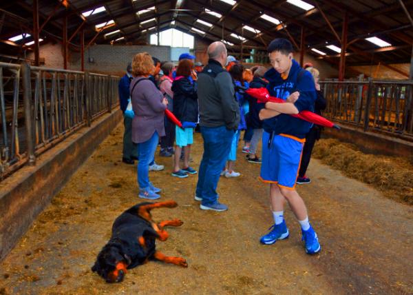 2017-08-17_Farm_Dutch Cattle Dog ������ţȮ0001.JPG