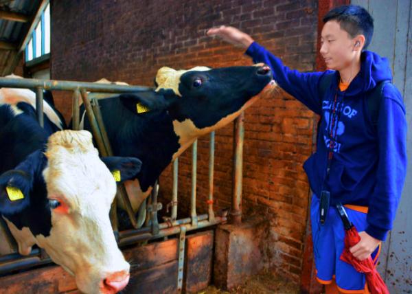2017-08-17_Farm_Cow Cuddling ţ��-50001.JPG