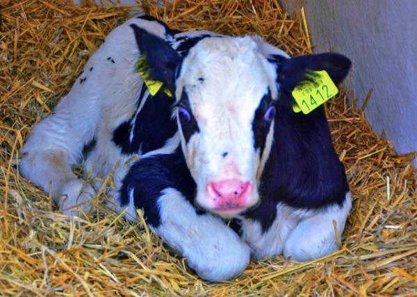 2017-08-17_Farm_Straw Yard Barn for a New Born Calf �������³�����Сţ0001.JPG