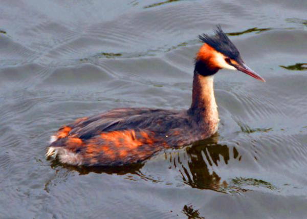 2017-08-17_Bird_Great Crested Grebe ��ͷ�G�f0001.JPG