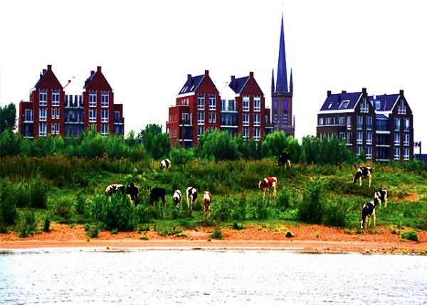 2017-08-17_St. Martin's Church w Cows Grazing on teh Riverbanks.jpg
