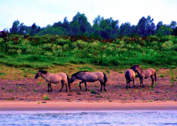 01_2017-08-17_Gendtse Waard Nature Reserve_Konik Horses Roaming along the Waal Banks ����˹���ֵ���Ȼ������_���ῨҰ�����߶���������0001.JPG