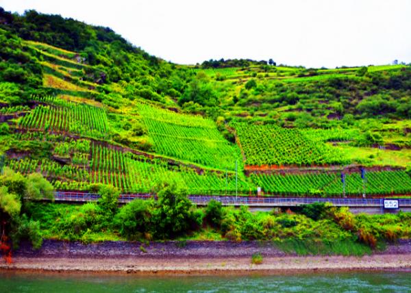 07_2017-08-19_Oberwesel_Vineyards on the Hills above the Rhine @ Rheinkilometer 550 ��Τɪ���������550����ر괦���������ɽ����ũ����0001.JPG